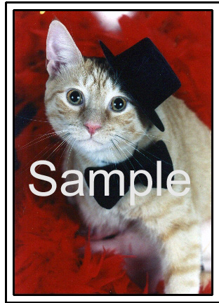 CATN07.jpg